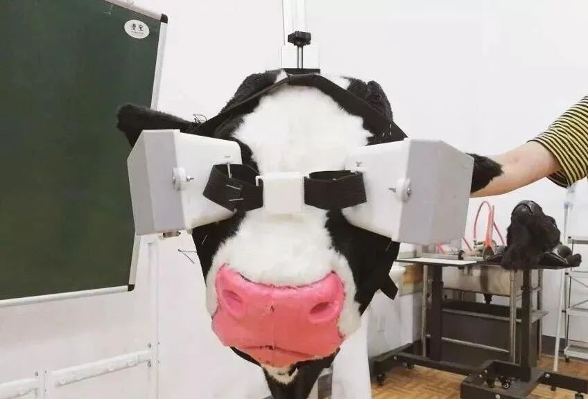 奶牛戴上VR眼镜仿佛回到草原，产奶都能多产5升！畜牧元宇宙来了？
